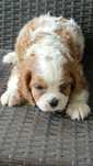 Cavalier king Charles spaniel pies Gotowy na JUŻ