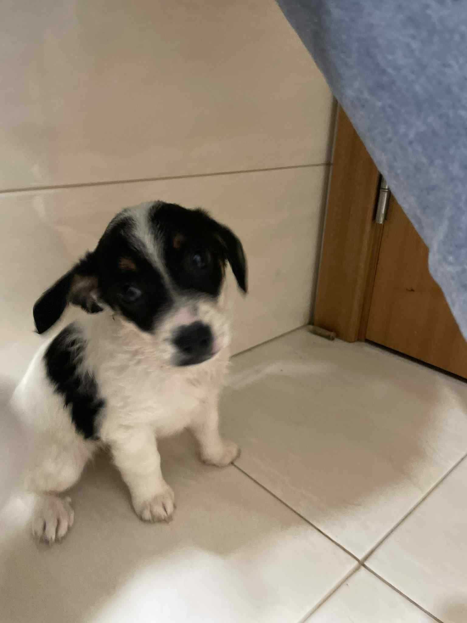 Dá-se duas cachorrinhas adoráveis  com 2 meses e meio!