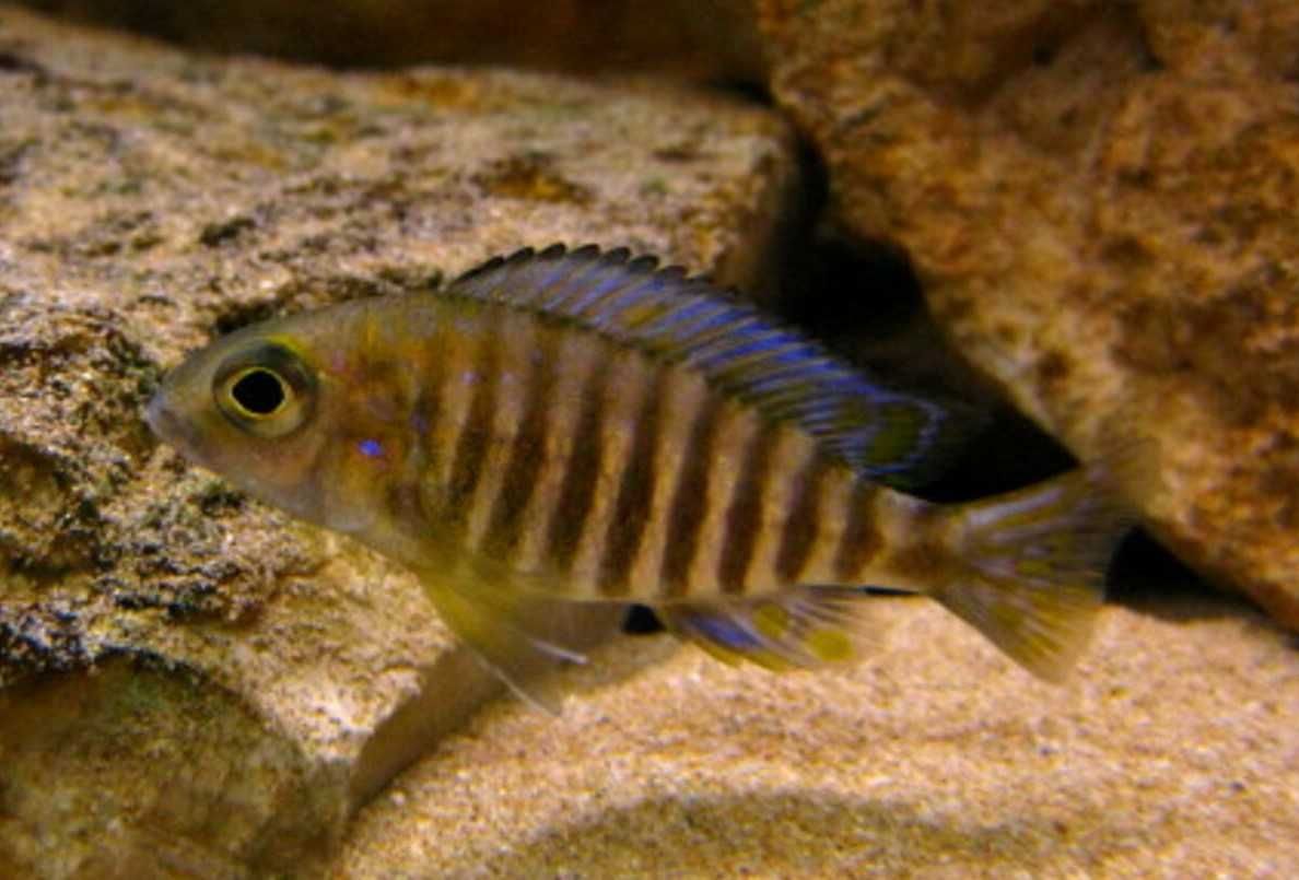 Pyszczaki Aulonocara Red Flush +/- 3,5 cm