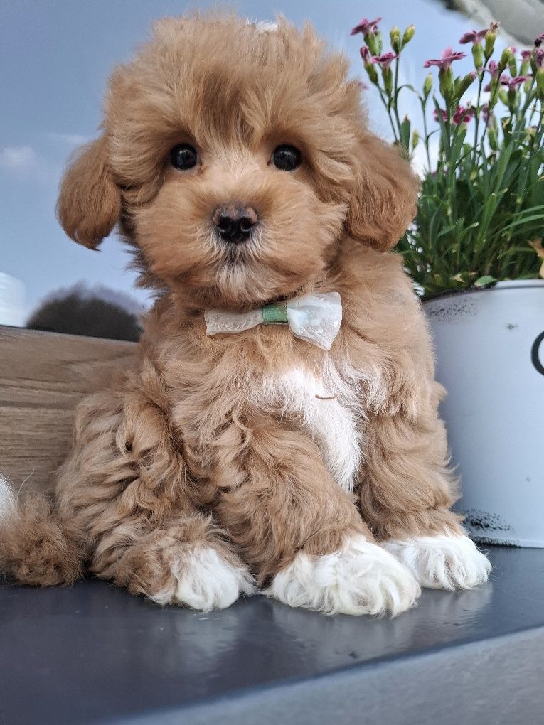 Piesek suczka maltipoo F1