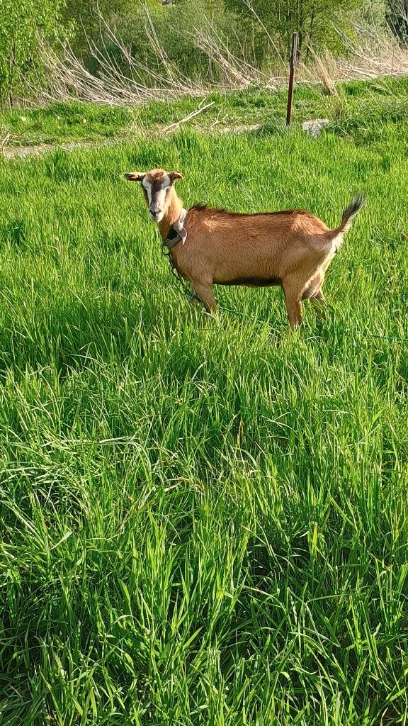 Brązowa koza mleczna kolczykowana
