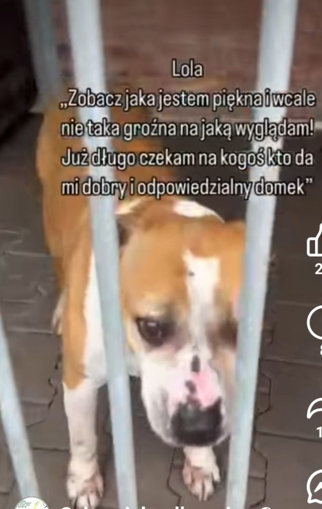 Zbyt długo czeka na dom / Jastrzębie Zdrój