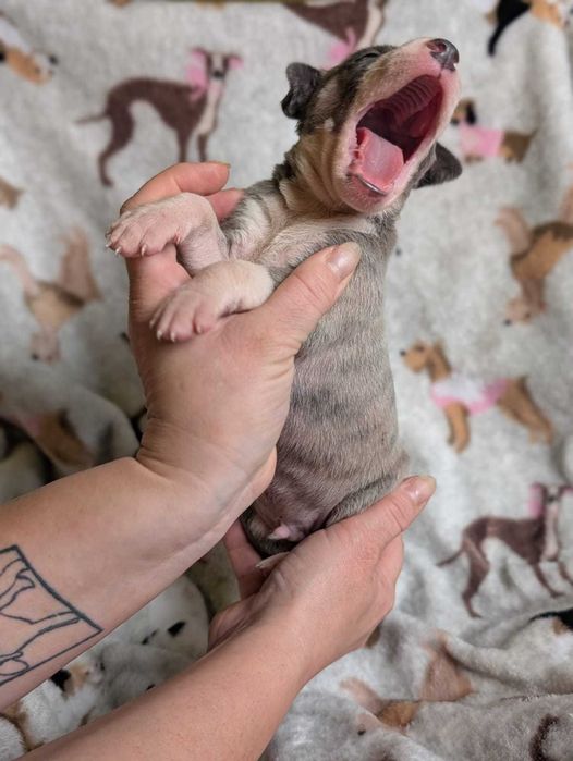 Whippet płowy niebiesko pręgowany piesek ZKwP