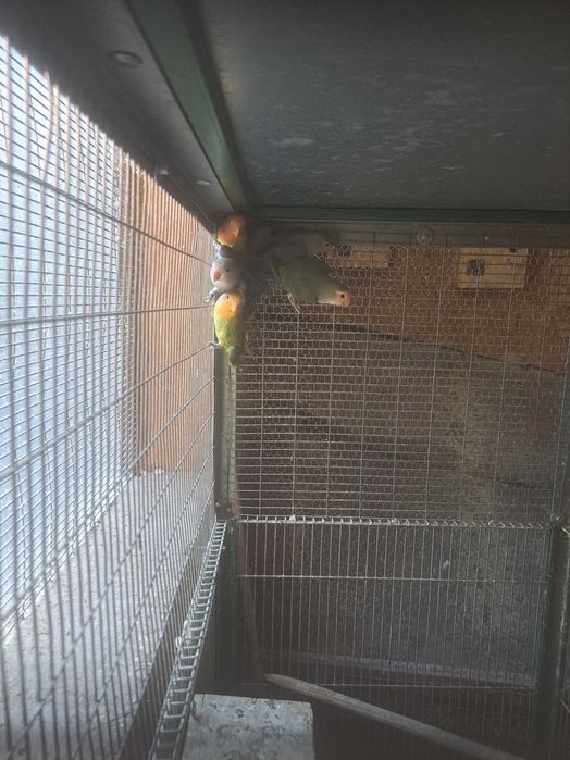 Disponíveis caturras, agapornis e periquitos