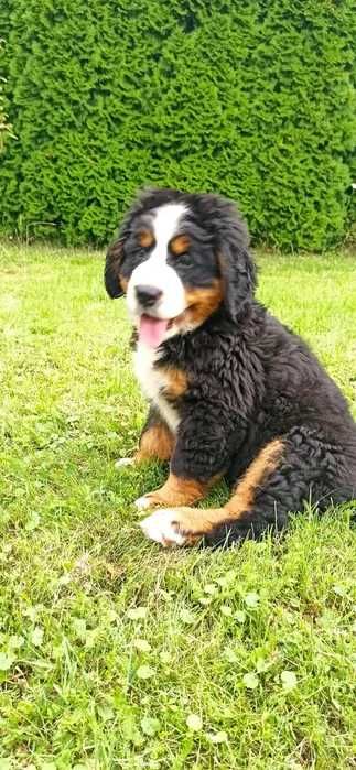 Bouvier Bernois disponível