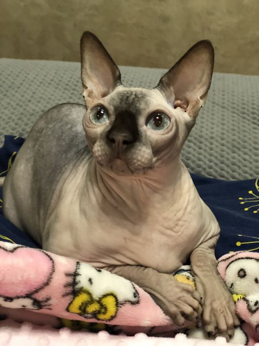 Кошка шоколадный поинт