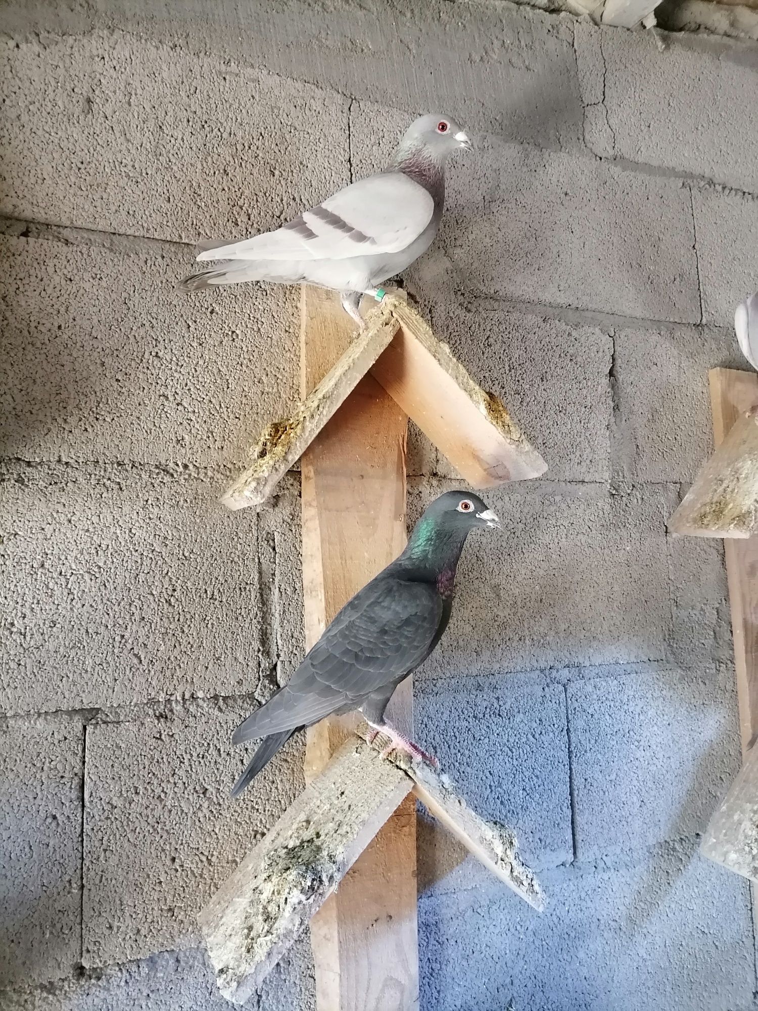 Pombos  Correios