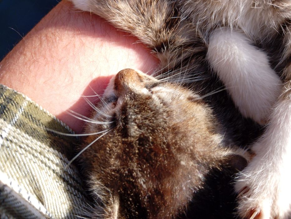 4 gatos para adoção