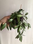 Minibelle, macrophylla, Flavіda и др.