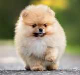 Spitz alemao fantastico