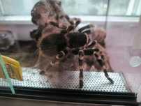 Acanthoscuria geniculata samica dorosła 8-9dc ptasznik białokolanowy