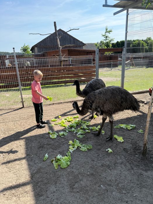Sprzedam Emu  i Nandu