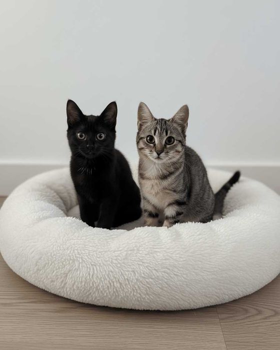 Setúbal / Margem Sul / Lisboa — FLOR e FLORA, gatinhas para adoção