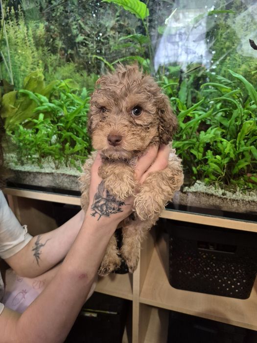 Lagotto Romagnolo