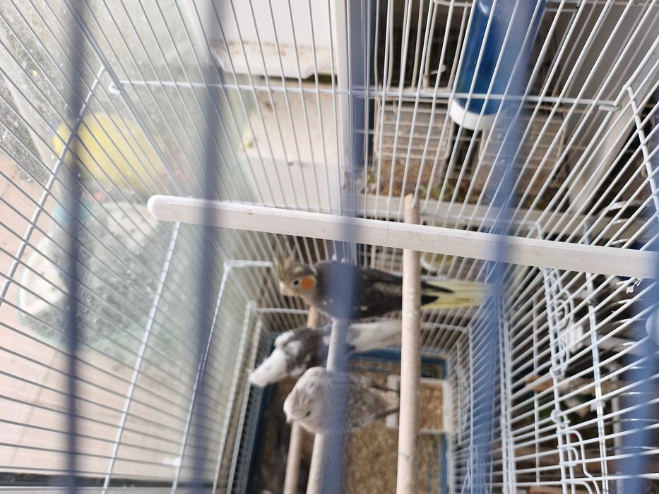 Caturras lindíssimas