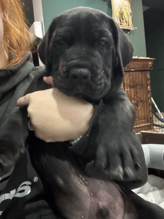 Cane Corso Italiano Pies Szczeniak
