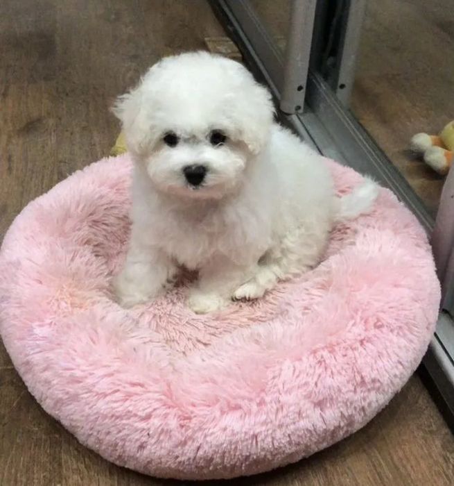 Бишон Фризе щенки супер крохи