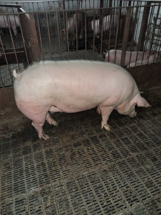 Свині жива вага    .