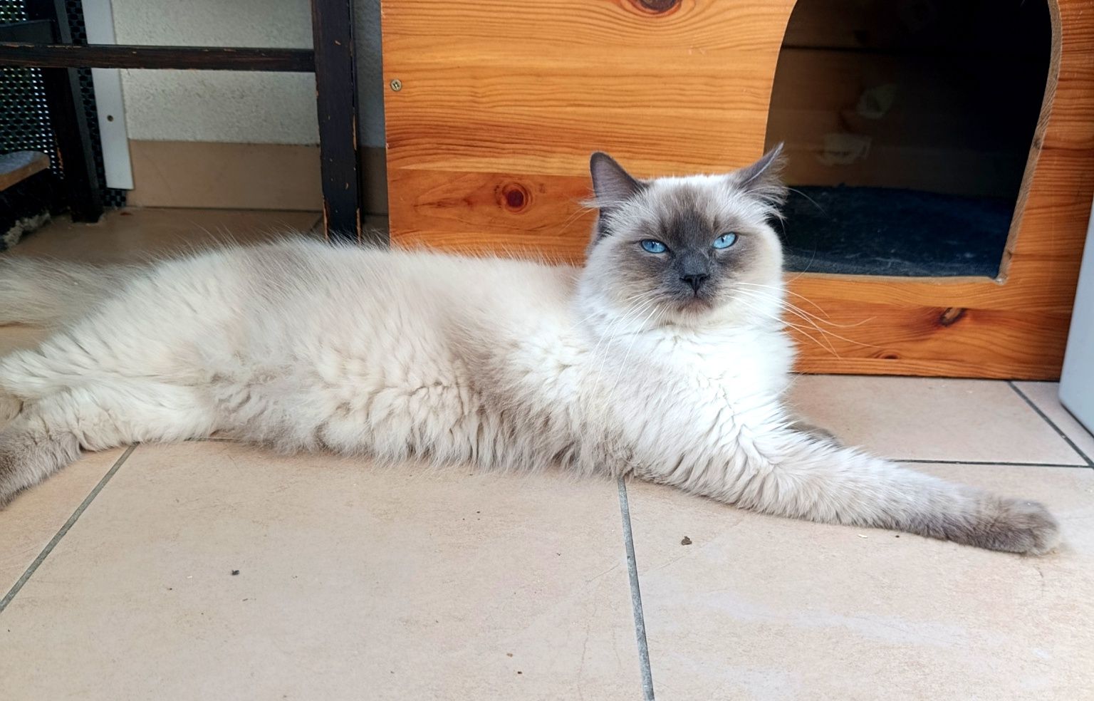 Ragdoll kocur zaprasza na krycie