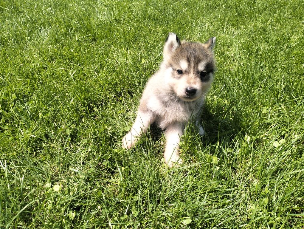 Szczeniaki rasy Husky