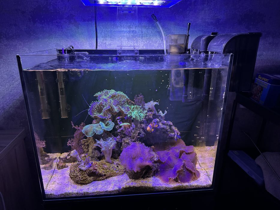 Морський акваріум корали риба клоун креветка