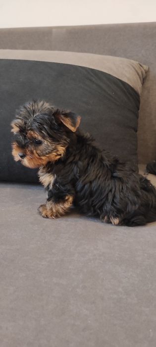 Yorkshire terrier piesek z rodowodem mini