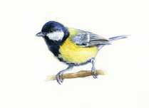 Sikorka, bogatka zwyczajna / Great Tit / Parus ma – akwarela oryginał