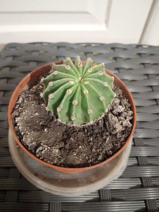 Ехінопстс, алоє, опунція, кактуси