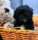 Shih Tzu piesek szczeniaczek