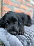 Szczeniaczek Cocker Spaniel