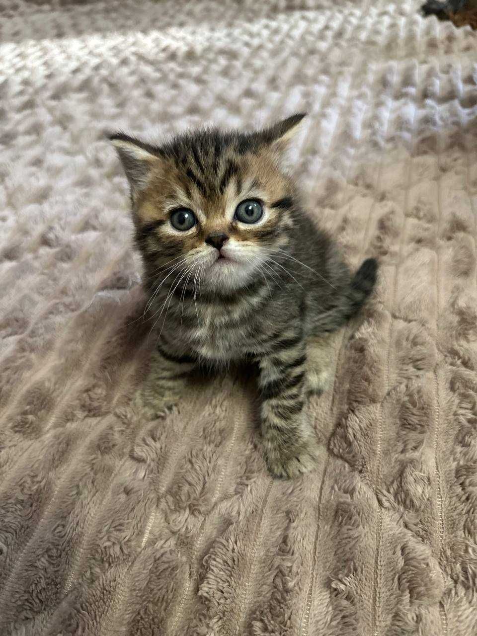 Шотландський котик