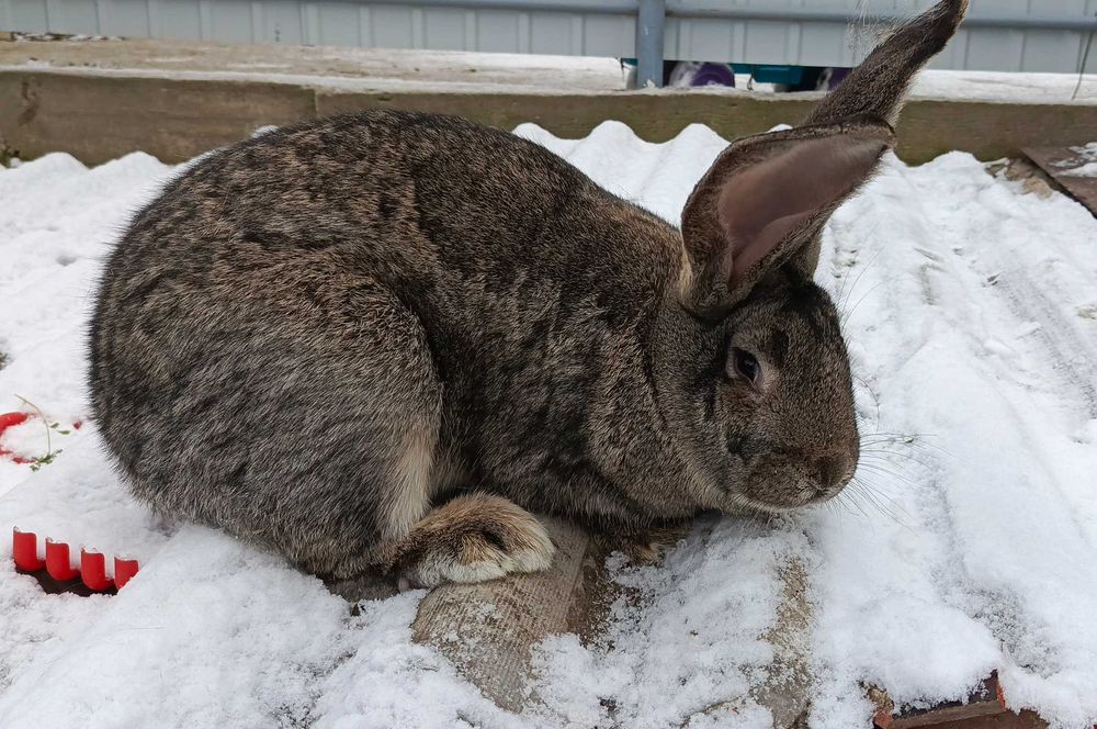 Продам кролі і кролиці породи ФЛАНДР
