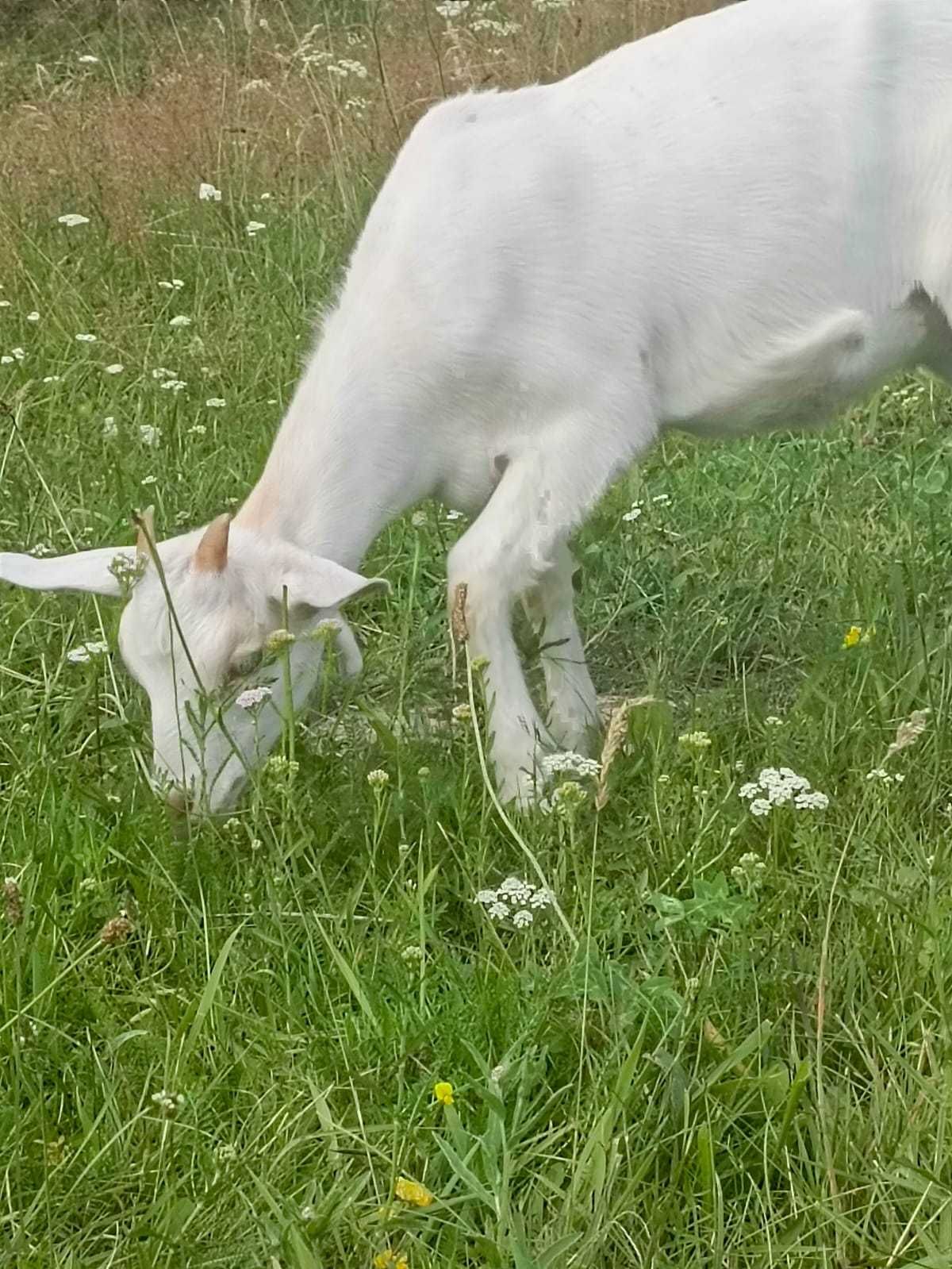 Kózkę młodą półkrwi anglonubijską sprzedam