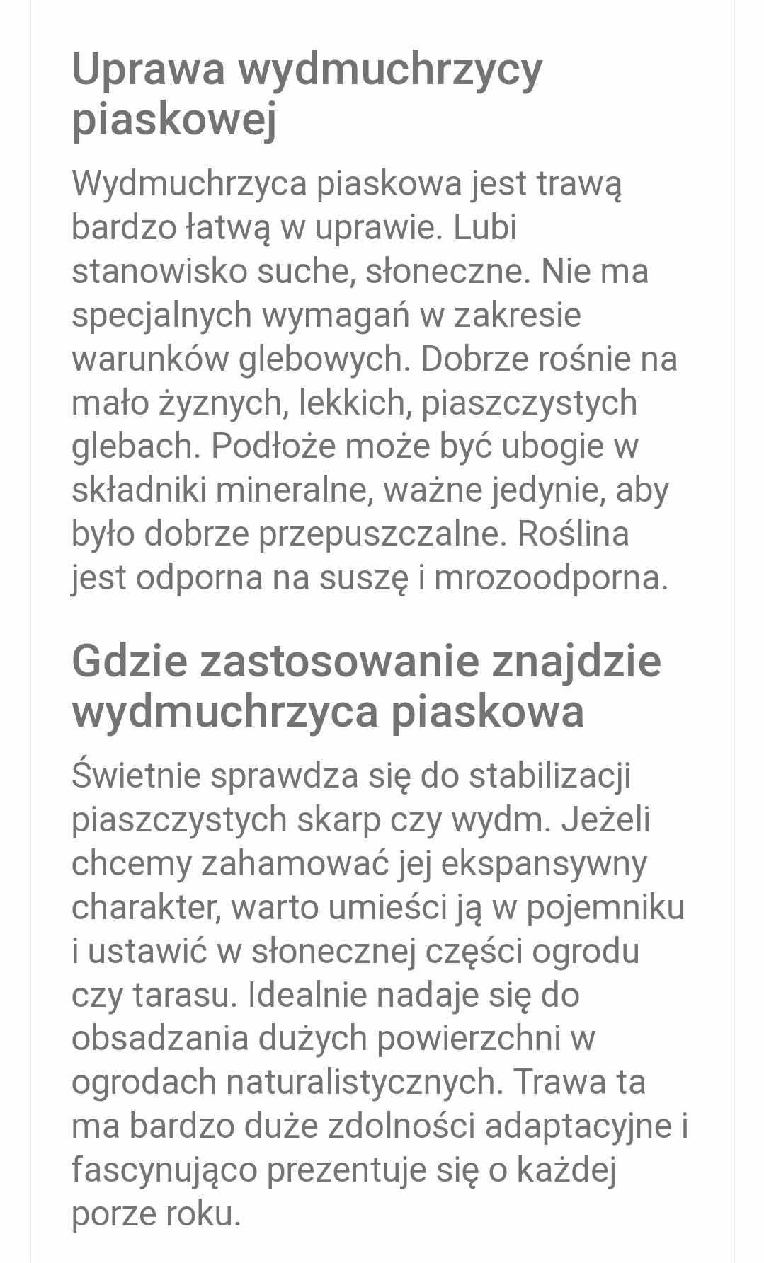 TRAWA OZDOBNA - Wydmuchrzyca piaskowa - niebiesko-turkusowa