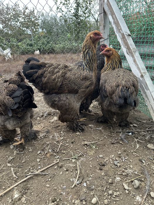 Продам курей брама