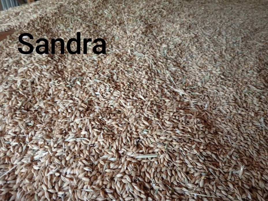 Sprzedam zboże paszowe