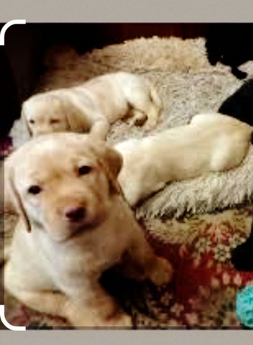 Лабрадор метис .