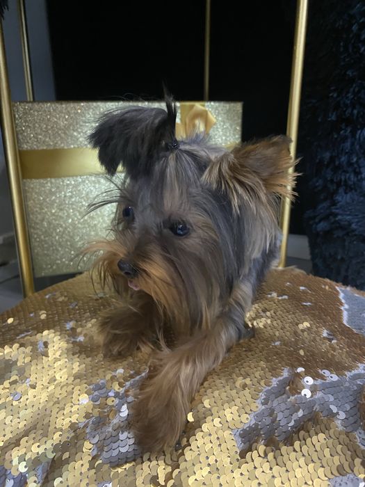 Розкішна мікро дівчинка yorkie baby fase