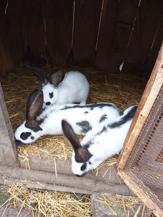 Кролики різного віку.