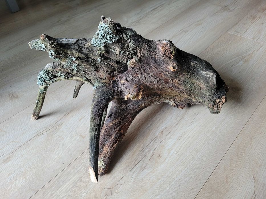 naturalny duży korzeń do akwarium terrarium dł. 42 cm