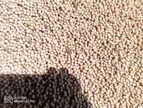 Groch jary Symbios
