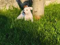 Jack Russell Terrier Fêmea