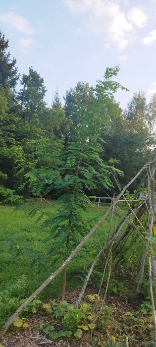 lipa brzoza akacja klon czeremcha dąb  ałycza drzewka sadzonki drzewko