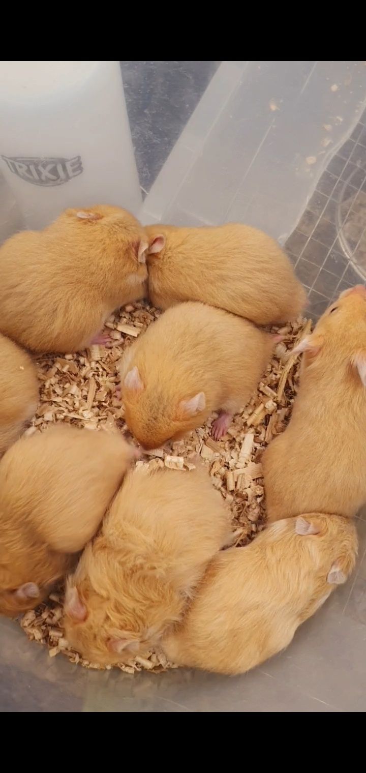 Хомячки рыжие лисички очень красивый окрас  хомяк джунгарик