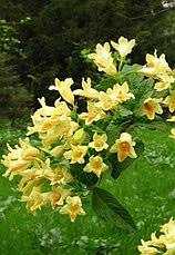 Вейгела Міддендорфа , Миддендорфа жовті квіти