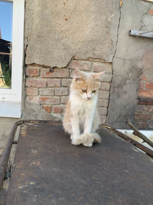 Отдам котенка в хорошие руки.