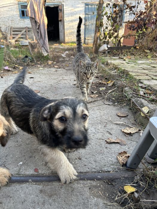 Малышка собачонка ищет дом