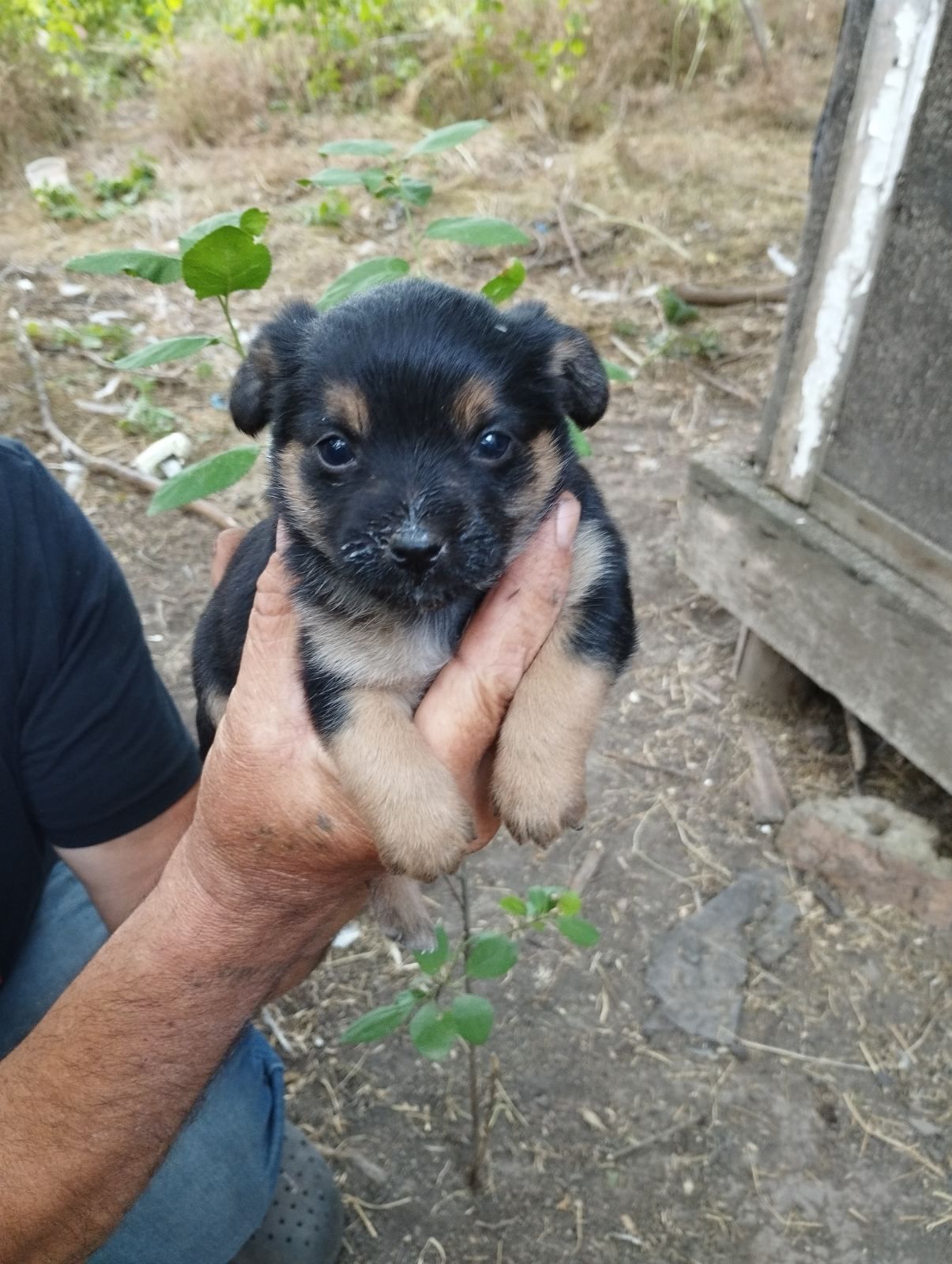 Щенячий патруль в новом составе