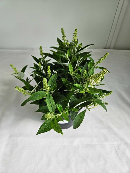 Budleja Dawida Little White 35cm – ozdobny krzew motyli do ogrodu C2