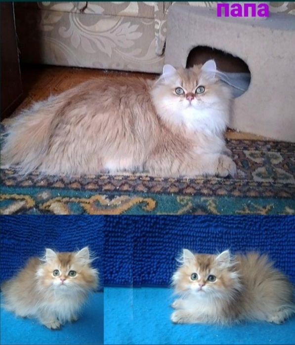 Мальчик Золотая шиншилла длинношерстный британский
